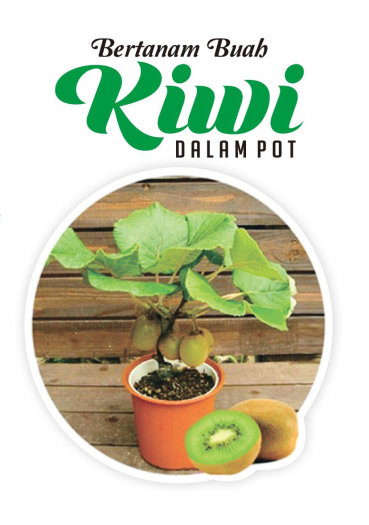 Bertanam buah Kiwi Dalam Pot