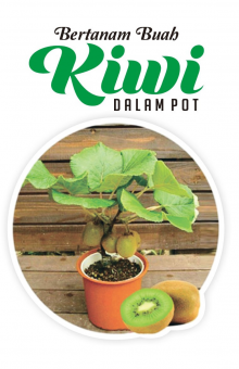 Bertanam buah Kiwi Dalam Pot