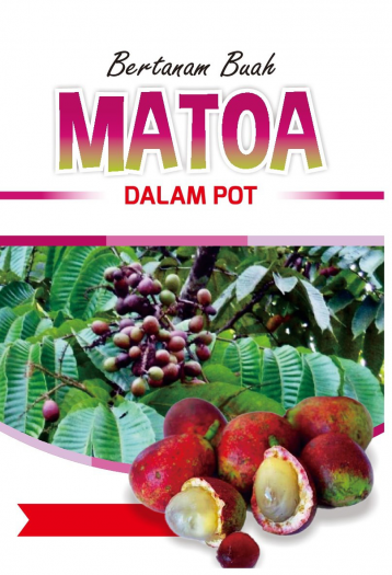 Bertanam Buah Matoa Dalam Pot