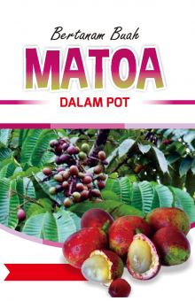 Bertanam Buah Matoa Dalam Pot