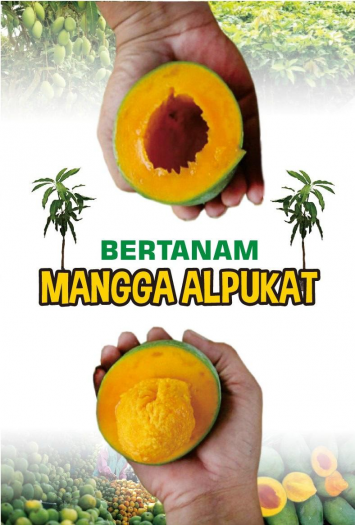 Bertanam Mangga Alpukat