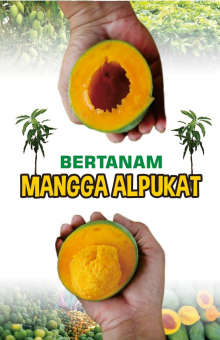 Bertanam Mangga Alpukat