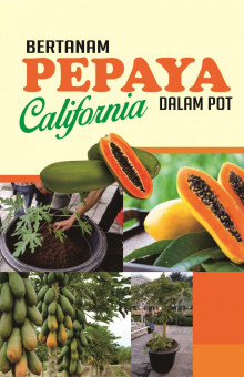 Bertanam Pepaya California Dalam Pot